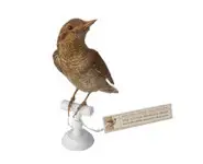 Torcol fourmilier - 1880