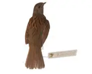 Accenteur mouchet - 1880