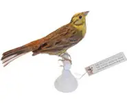 Bruant jaune - 1880 env.