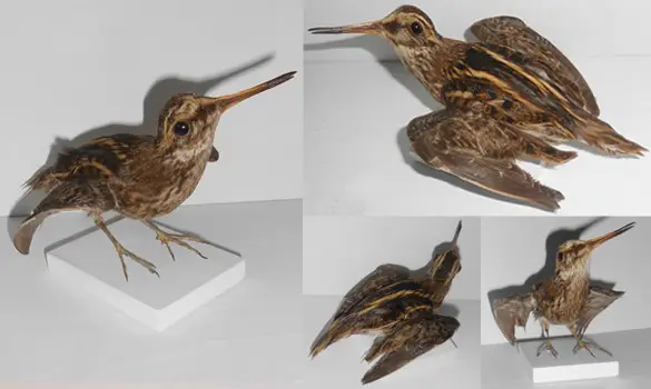 Bécassine sourde - 1880