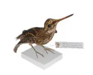 Bécassine sourde - 1880