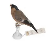 Bouvreuil pivoine - 1880