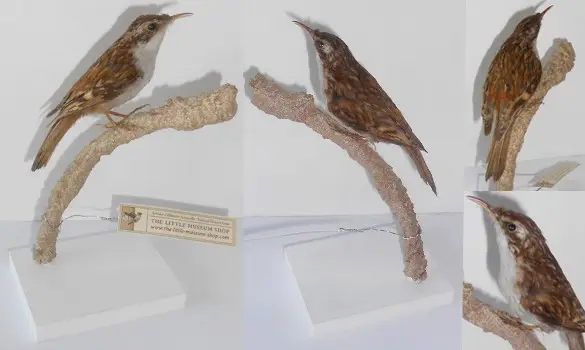 Grimpereau - 1880 env.