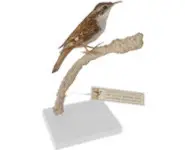 Grimpereau - 1880 env.