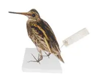 Bécassine sourde - 1880