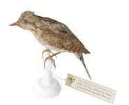 Torcol fourmilier - 1880