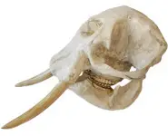 Crâne d'éléphant