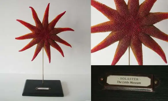 Solaster grande taille base bois