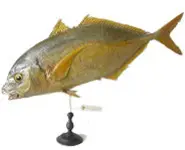 Carangue - 1960 env.