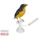 Organiste - 1860 env.