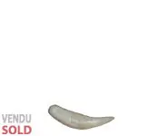 Dent de tigre - Reproduction