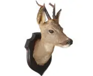 Chevreuil - 1990 env.