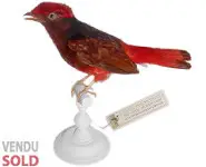 Cotinga ouette - 1880 env.