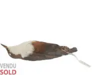 Cincle plongeur - 1900