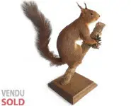 Ecureuil roux - 1970 env.