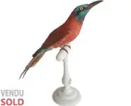 Guêpier écarlate - 1850