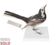 Bergeronnette - 1880 env.