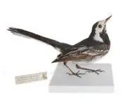 Bergeronnette - 1880 env.