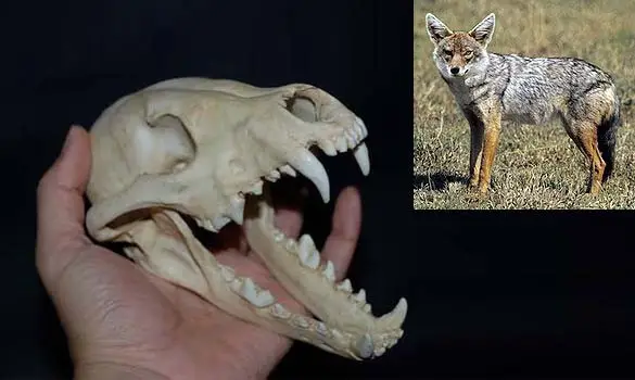 Crâne de chacal