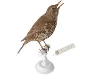 Grive musicienne - 1880