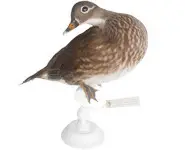 Canard mandarin - 1980