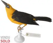 Carouge loriot - 1880 env.