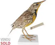 Sturnelle des prés - 1860 env.