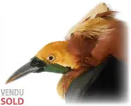 Paradisier - 1890 env.