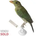 Jardinier vert - 1880 env.