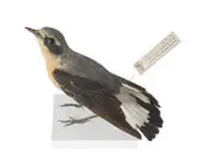 Traquet motteux - 1860