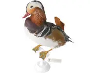 Canard mandarin - 1980