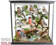 Oiseaux anglais - 1880 env.