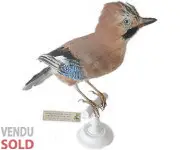 Geai des chênes - 1980