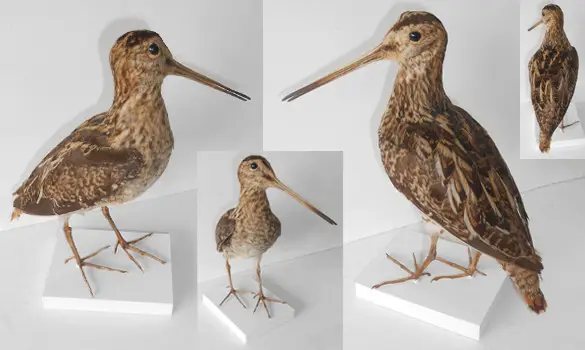 Bécassine - 1880 env.