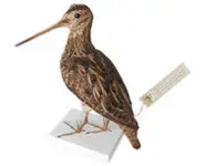 Bécassine - 1880 env.