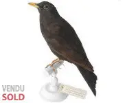 Merle noir - 1880 env.