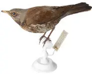 Grive litorne - 1880 env.