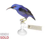 Guit-guit céruléen - 1860 env.