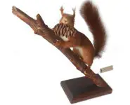 Ecureuil roux - 1975 env.
