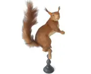 Ecureuil roux - 1978 env.