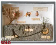 Evolution du Hanneton