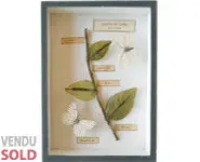 Evolution du papillon