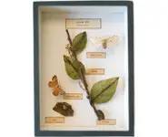 Evolution du papillon