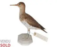 Chevalier - 1910 environ