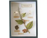 Evolution du papillon