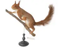 Ecureuil roux - 1970 env.