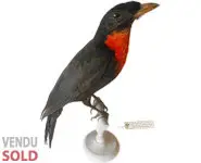 Coracine ignite - 1860