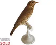 Grive musicienne - 1908