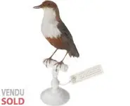 Cincle plongeur - 1910 env.