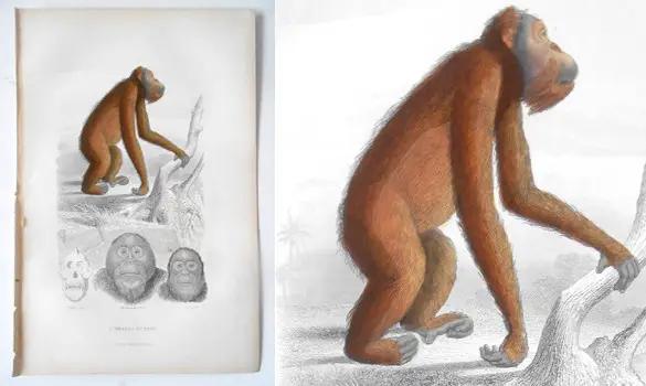 Orang-outang - E. TRAVIÈS - 1849